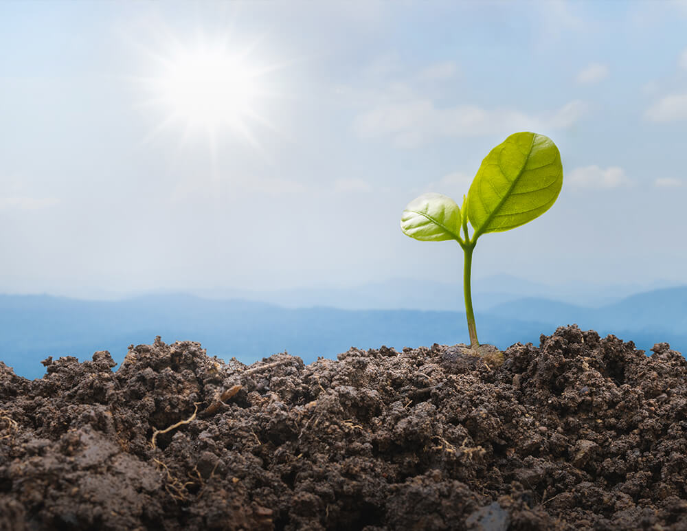 dirt with sprout coming out of it and mountains in the background